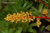 Aechmea ramosa